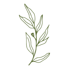 Rumu-Creative-Icon-illustration-Eucalyptus-Leaves