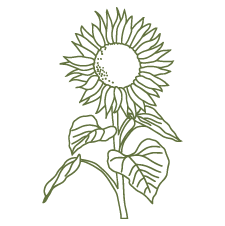 Rumu-Creative-Icon-illustration-sunflower-png